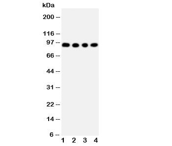 ADAM17 Antibody