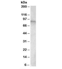 TRPC4AP Antibody