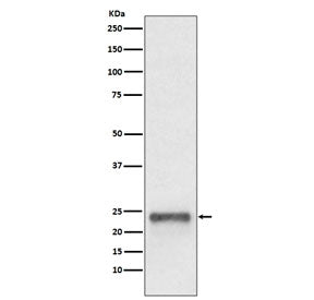 Western blot testing of human HepG2 cell lysate with Ubiquitin D antibody. Expected molecular weight