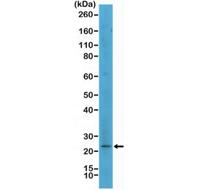 MART1 Antibody / Melan-A