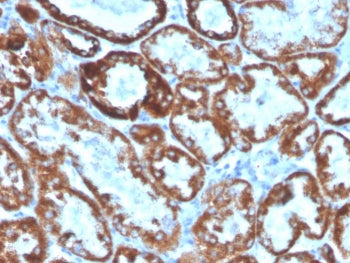 IHC staining of FFPE human kidney with CD137L antibody. HIER: boil tissue sections in pH 9 10mM Tris
