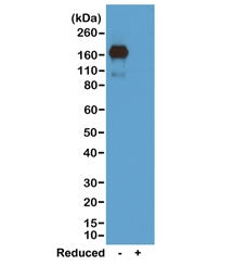 IgA Heavy Chain Antibody