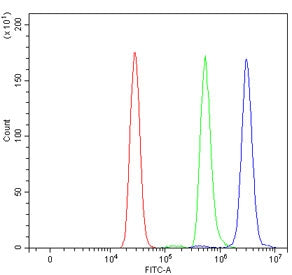 ChAT Antibody / Choline acetyltransferase
