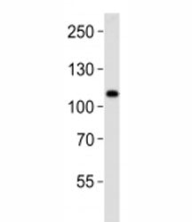 Mib1 Antibody