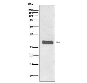 PrP Antibody / Prion protein