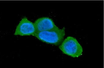 Caspase-3 Antibody