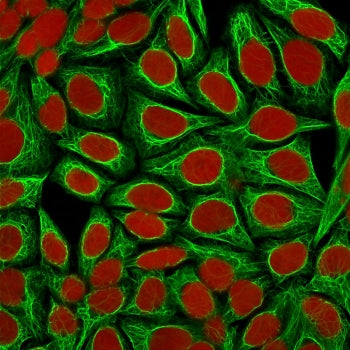 Immunofluorescent staining of permeabilized human HeLa cells with Keratin 18 antibody (clone KRT18/1