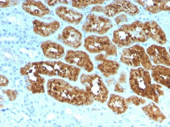 IHC staining of FFPE human kidney with RBP4 antibody. HIER: boil tissue sections in pH 9 10mM Tris w