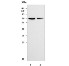 Western blot testing of 1) human HEL and 2) rat brain tissue lysate with VMAT2 antibody. Predicted m