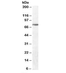 Western blot testing of human cerebellum lysate with WIZ antibody at 0.3ug/ml. Predicted molecular w