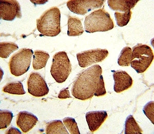 IHC analysis of FFPE human skeletal muscle stained with NAMPT antibody. Expected molecular weight ~5