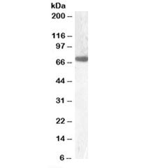 GCKR Antibody