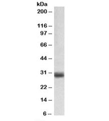 FGF5 Antibody