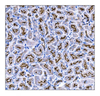 CD133 Antibody / PROM1