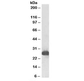 Western blot testing of rat liver lysate with Gsta3 antibody at 0.1ug/ml. Predicted molecular weight