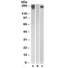 CSF1R Antibody