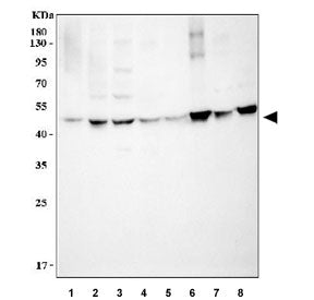 HSP47 Antibody