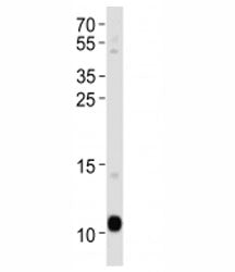 APOA2 antibody western blot analysis in human blood plasma lysate. Predicted molecular weight ~11 kD