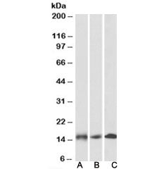Western blot testing of human [A], mouse [B] and rat [C] heart lysates with NDUFA7 antibody at 0.1ug