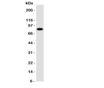 Western blot testing of Proprotein Convertase 4 antibody and rat brain tissue. Observed size 54~84KD