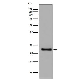 GPX1 Antibody / Glutathione Peroxidase 1