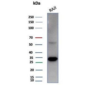 PCNA Antibody
