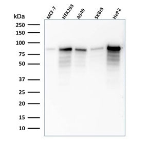 Western blot testing of human samples with MCM7 antibody (clone SPM379). Expected molecular weight: 