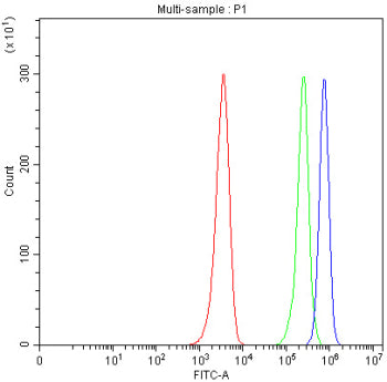 Western blot testing of human MCF7 lysate with ADRP antibody at 0.5ug/ml. Predicted/observed molecular weight ~48 kDa.