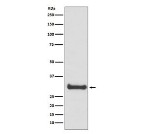 Calbindin Antibody / CALB1