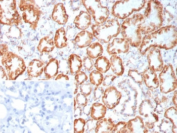 IHC staining of FFPE human kidney tissue with Fibroblast Growth Factor 23 antibody (clone FGF23/9060