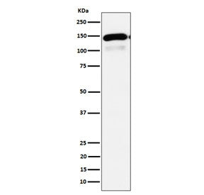 PLCB1 Antibody / Phospholipase C-beta-1