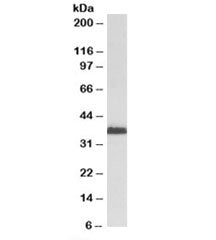MSI2 Antibody