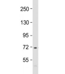 Western blot testing of human THP-1 cell lysate with PRAM1 antibody at 1:1000. Predicted molecular w