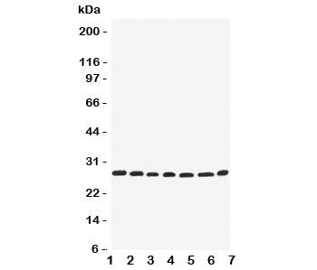 EIF6 Antibody