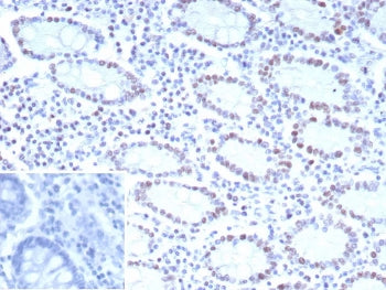 CDK4 Antibody