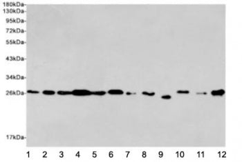 EIF4E Antibody