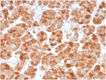 IHC staining of FFPE human spleen tissue with GMNN antibody (clone GMNN/3665). HIER: boil tissue sec