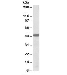 Western blot testing of K562 lysate with PBX1 antibody at 0.5ug/ml. Predicted molecular weight: ~46k