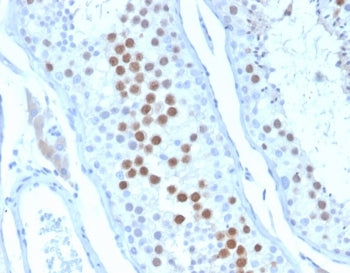 IHC staining of FFPE human testis tissue with KIF2C antibody (clone KIF2C/6528) at 2ug/ml. HIER: boi