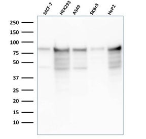 Western blot testing of human samples with recombinant MCM7 antibody (clone rMCM7/1468). Expected mo
