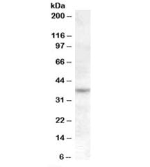 RASSF7 Antibody