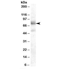 DCP1A Antibody