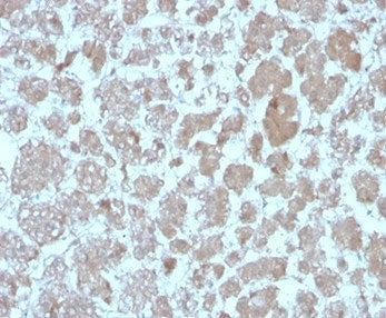 IHC staining of FFPE human adrenal gland with CCL8 antibody (clone CCL8/3683). HIER: boil tissue sec