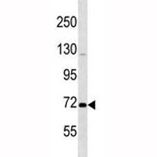 Oct1 Antibody (POU2F1)
