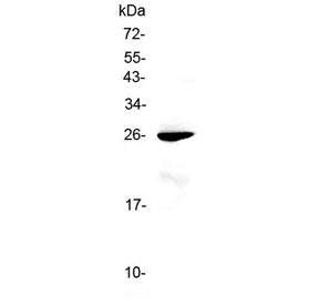 Western blot testing of mouse liver lysate with RND1 antibody at 0.5ug/ml. Predicted molecular weigh