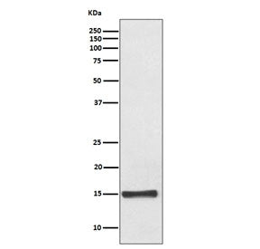 FABP4 Antibody