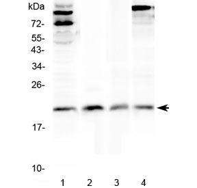 Western blot testing of 1) human HeLa, 2) human placenta, 3) rat thymus and 4) mouse thymus lysate w