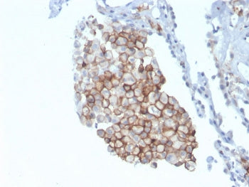CD86 Antibody