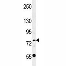 Oct1 Antibody (POU2F1)