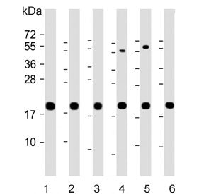 Cyclophilin B Antibody